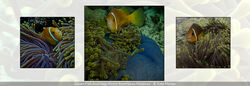 Clown Fish And Magnificent Anemones Maldives