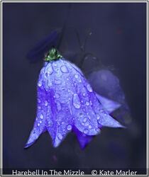 Harebell In The Mizzle