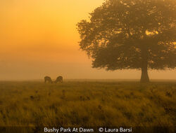 Bushy Park At Dawn