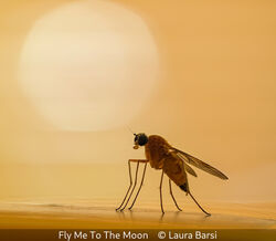 Fly Me To The Moon