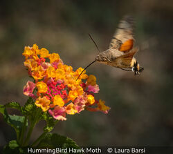 HummingBird Hawk Moth