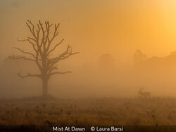 Mist At Dawn