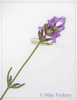 Lavender and Lacewing