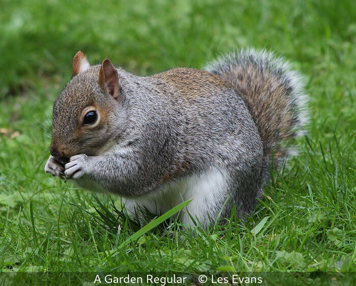 A Garden Regular