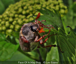 Face Of A May Bug