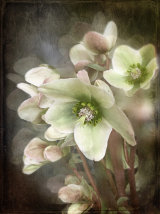 Majestic Hellebores