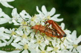 Mating Soldier Beetle