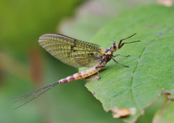 May Fly on leaf