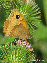 Meadow Brown