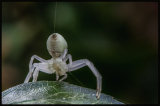 Crab Spider