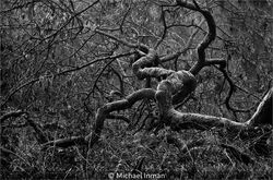 Fallen