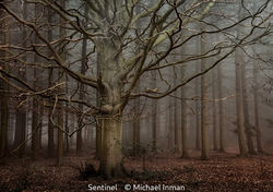 Sentinel