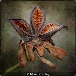 Empty Seed Pod