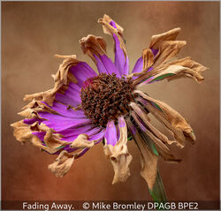 Fading Away