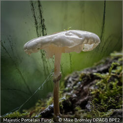 Majestic Porcelain Fungi