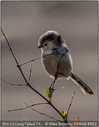 Rim Lit Long Tailed Tit