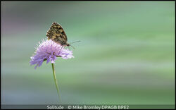 Solitude