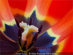 Inner Tulip 9