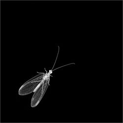 Lacewing Looking In