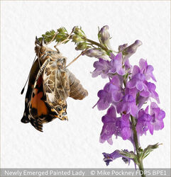 Newly Emerged Painted Lady