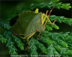 Shieldbug On Fir