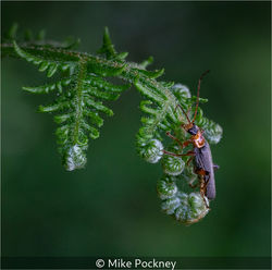 Soldier Beetle On Fern