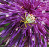 Miriad Bug in Knapweed