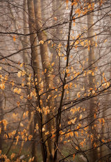 Misty Trees