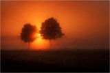 Morning Light
