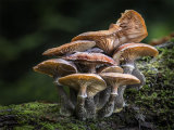 Mushroom Group
