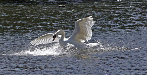 Mute Swan