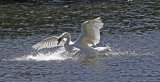 Mute Swan