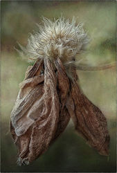 Natures Art Work