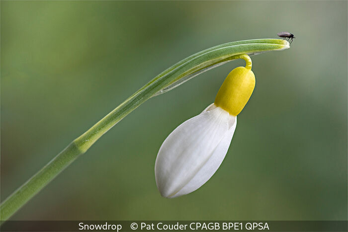 Snowdrop