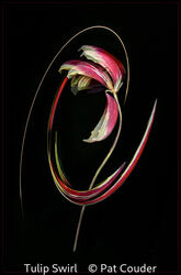 Tulip Swirl
