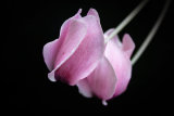 Pendular Cyclamen