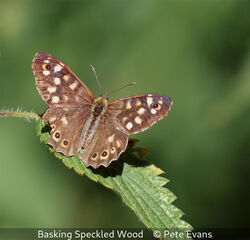 Basking Speckled Wood