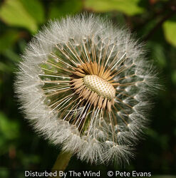Disturbed By The Wind