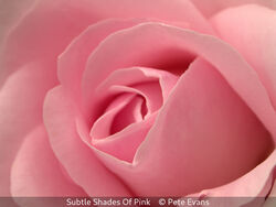 Subtle Shades Of Pink