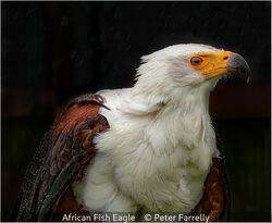 African Fish Eagle