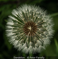 Dandelion