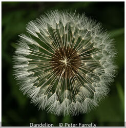 Dandelion