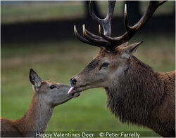 Happy Valentines Deer