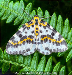 Magpie Moth