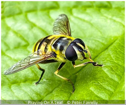 Praying On A Leaf