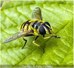 The Fly