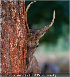 Young Buck