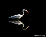 Reflective Heron