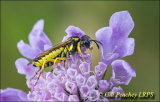 Sawfly on Scabious