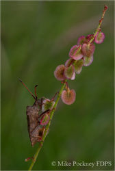 Shieldbug Feeding on Sorrel